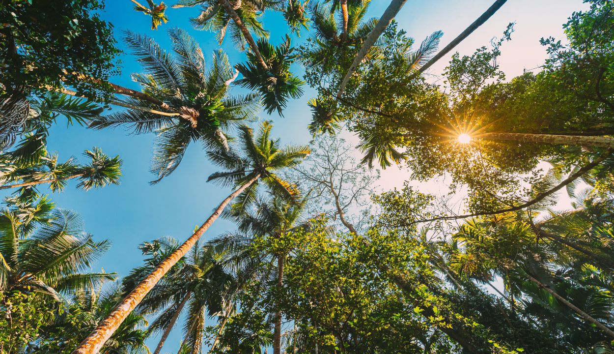 Goa with Zuri white Sand